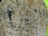 image of grave number 972982